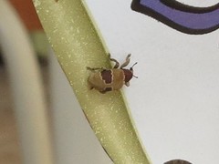 Rhinochenus stigma