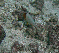 Cetoscarus bicolor