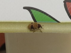 Rhinochenus stigma