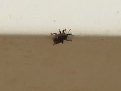 Entiminae