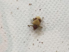 Rhinochenus stigma