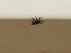 Entiminae