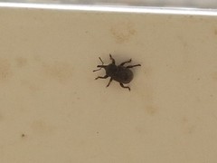 Entiminae