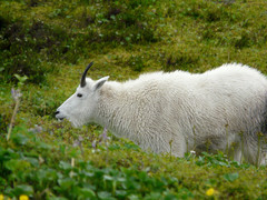 Mountain Goat photo 4