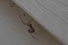 Parasteatoda tepidariorum