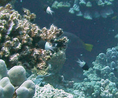 Pycnochromis dimidiatus
