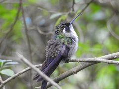 Lampornis viridipallens