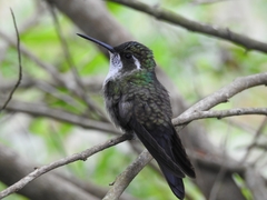 Lampornis viridipallens