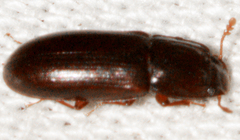 Aulonium parallelopipedum