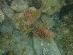 Liagora harveyana