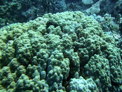 Porites nodifera