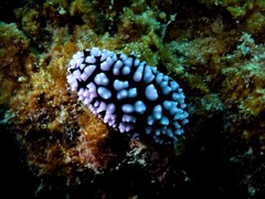 Phyllidiella pustulosa