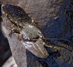 Petrolisthes manimaculis