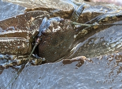 Petrolisthes manimaculis