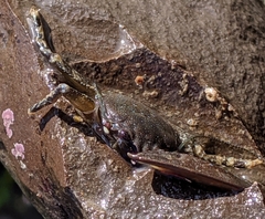 Petrolisthes manimaculis