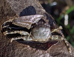 Petrolisthes manimaculis