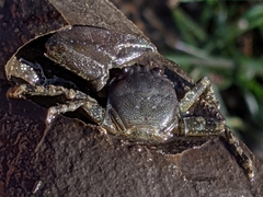 Petrolisthes manimaculis