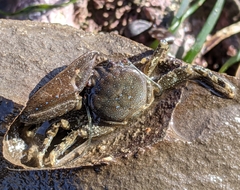 Petrolisthes manimaculis