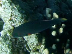 Halichoeres marginatus