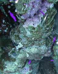 Pseudochromis fridmani