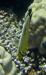 Chaetodon austriacus