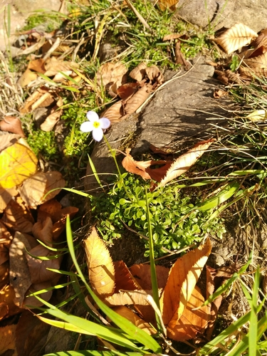 Boar's Nest Trail