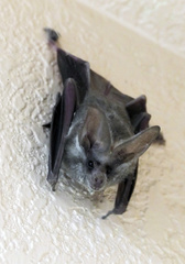 Macrotus californicus