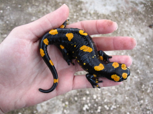 Near Eastern Fire Salamander