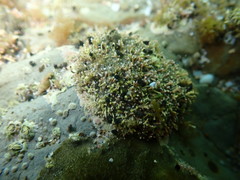 Eatoniella