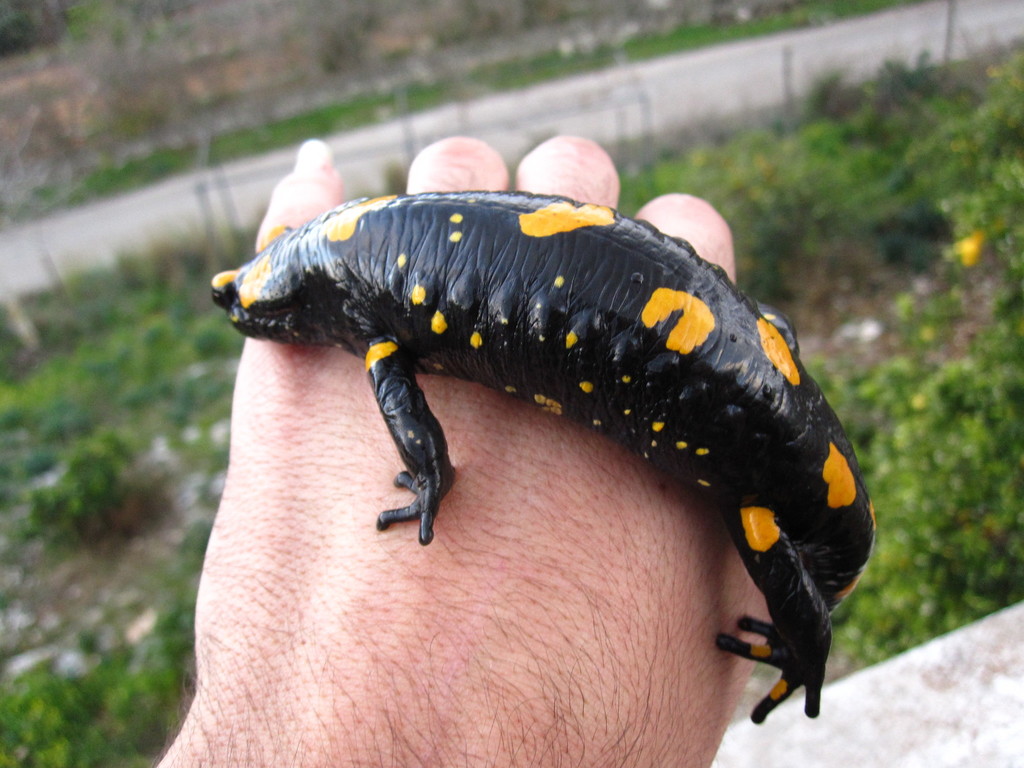 Near Eastern Fire Salamander (Salamandra infraimmaculata) · iNaturalist