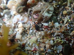 Eatoniella