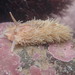 Shag-rug Nudibranch - Photo (c) Ian Manning, some rights reserved (CC BY), uploaded by Ian Manning