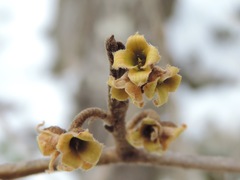 Witch hazel (Hamamelis virginiana)