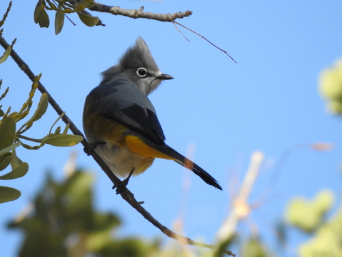 Gray Silky-flycatcher