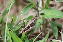 Gastrimargus marmoratus