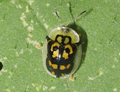 Deloyala lecontei