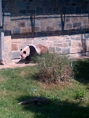 Ailuropoda melanoleuca