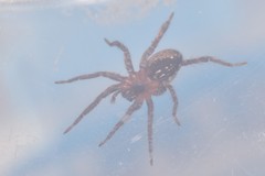 Alopecosa albofasciata