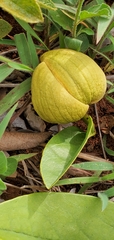 Annona warmingiana