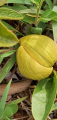 Annona warmingiana