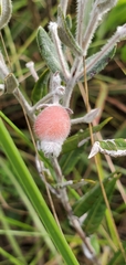 Sabicea brasiliensis
