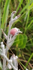 Sabicea brasiliensis