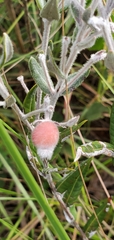 Sabicea brasiliensis