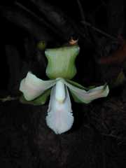 Lycaste brevispatha