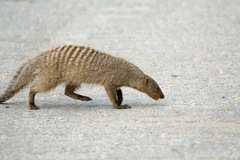 Banded Mongoose photo 3