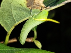 Cocytius antaeus