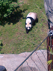 Ailuropoda melanoleuca