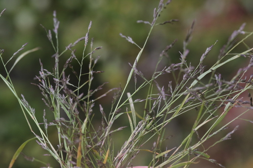 Eragrostis pectinacea
