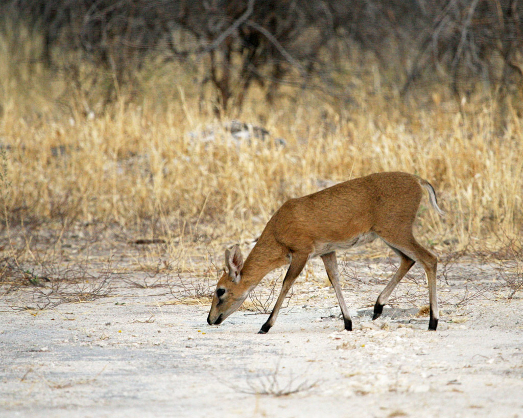 Sylvicapra grimmia, Mahango Game Reserve, Namibia, by rosshall