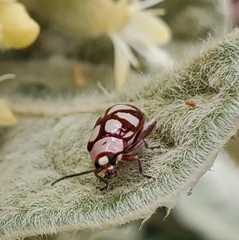 Omophoita magniguttis
